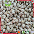 7mm 8mm 10mm Raw Chickpeas